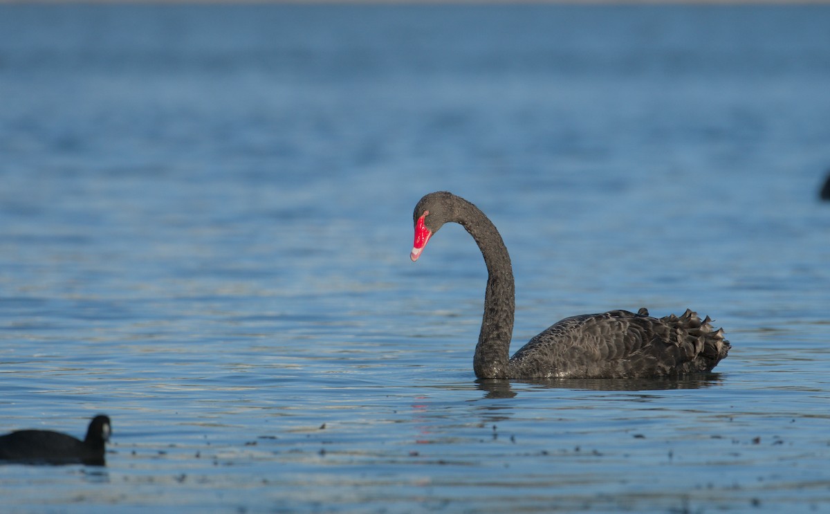 Black Swan - ML632644339