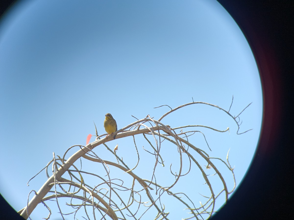 Cinereous Bunting - ML632644485