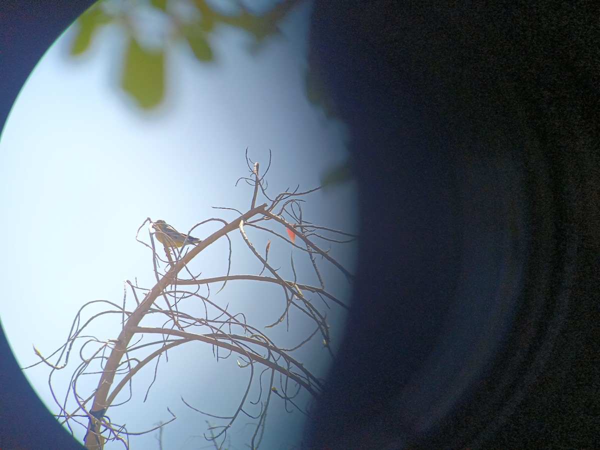 Cinereous Bunting - ML632644486