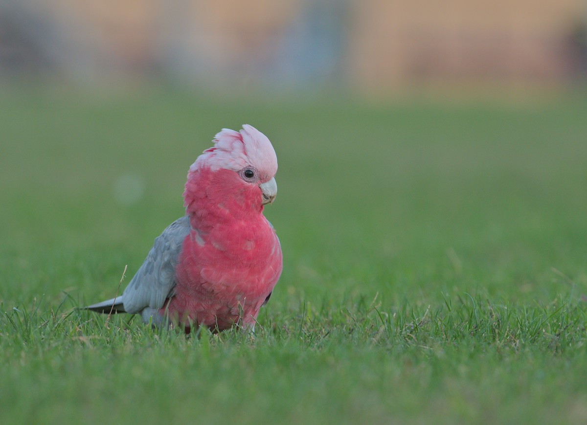 Galah - ML632644492