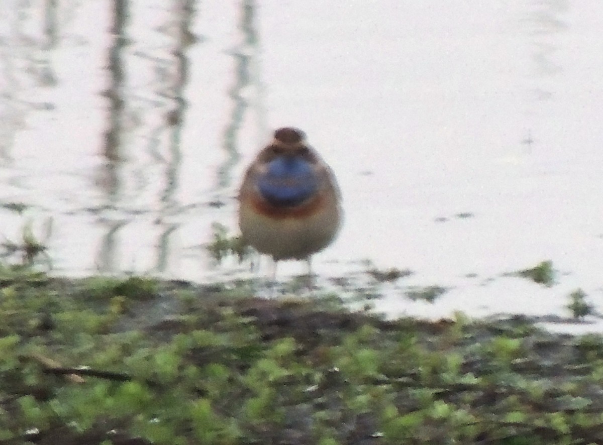 Bluethroat - ML632644703