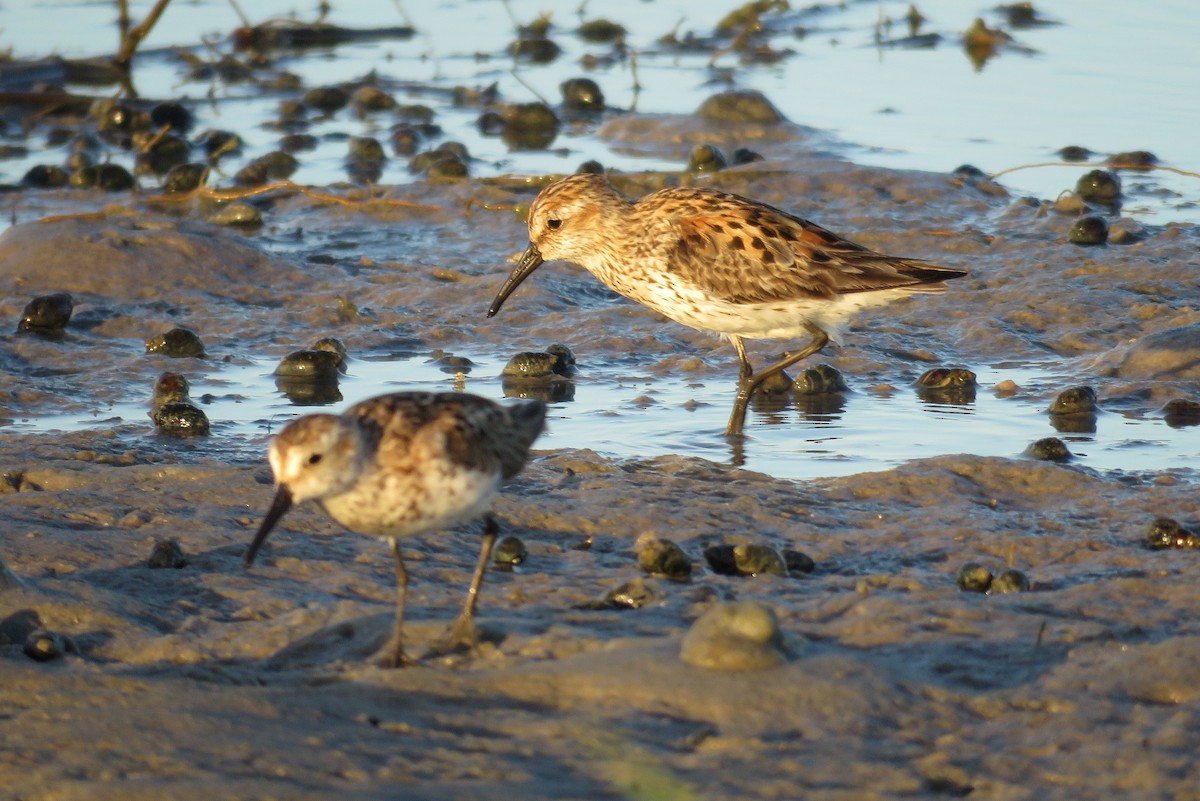 Western Sandpiper - Sam Cooper