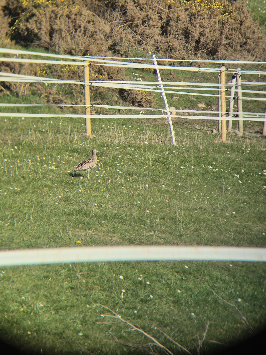 Eurasian Curlew - ML632644775