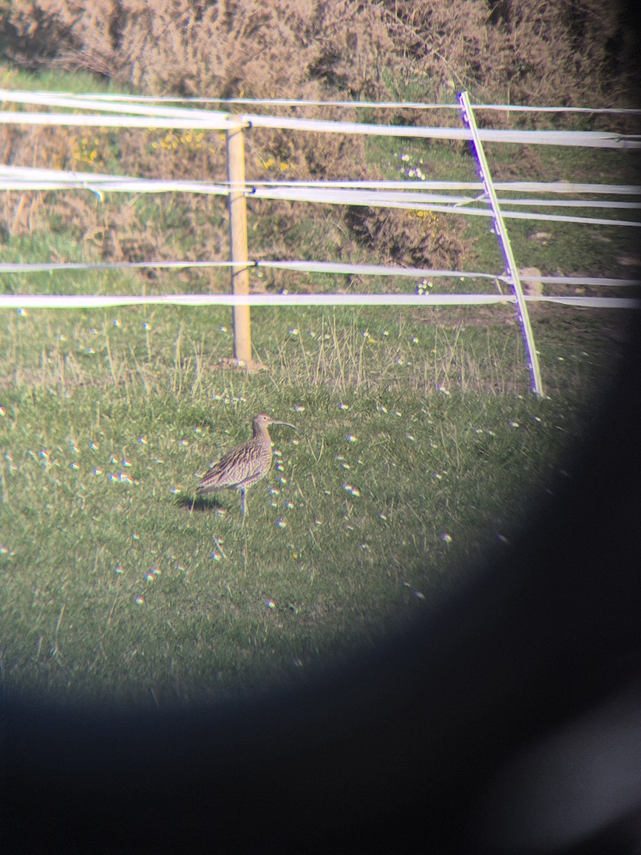 Eurasian Curlew - ML632644776