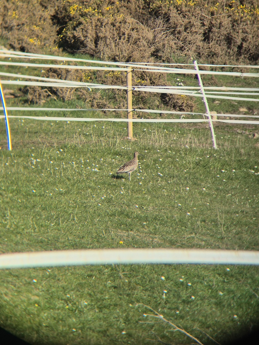 Eurasian Curlew - ML632644777