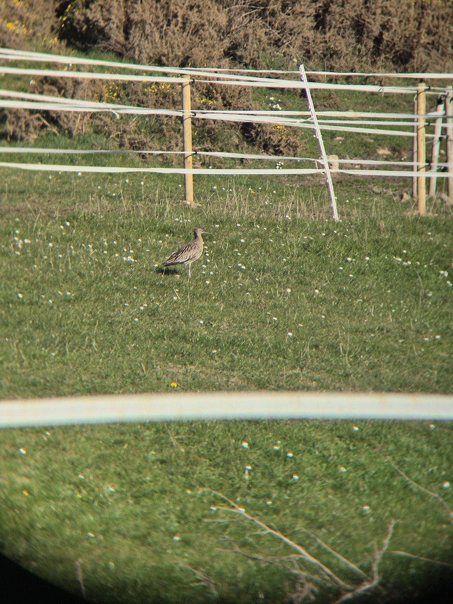 Eurasian Curlew - ML632644778