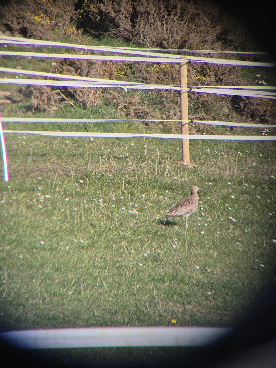 Eurasian Curlew - ML632644779