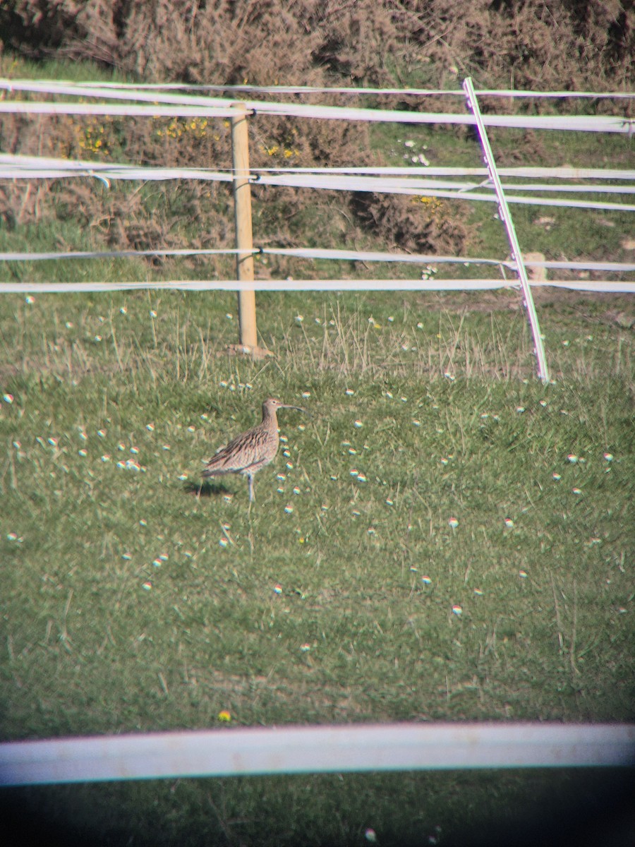 Eurasian Curlew - ML632644780