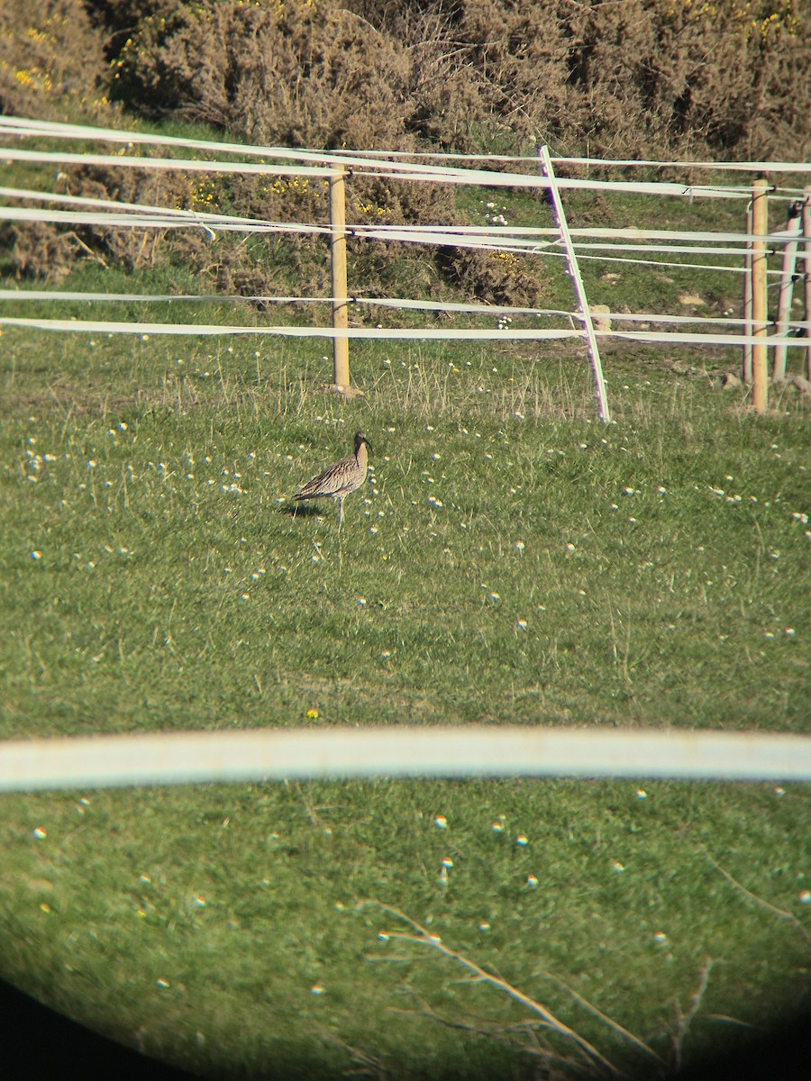 Eurasian Curlew - ML632644781