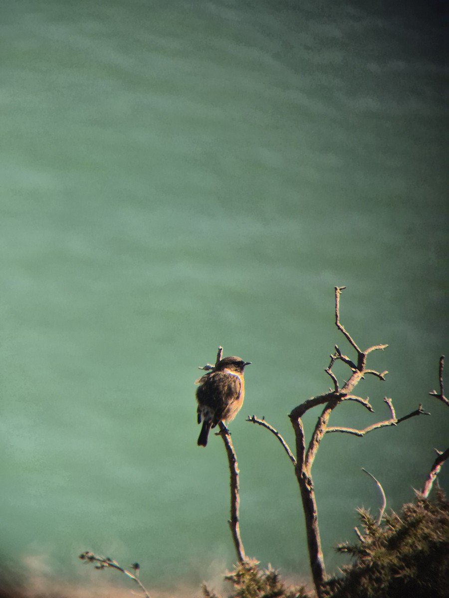 European Stonechat - ML632644789
