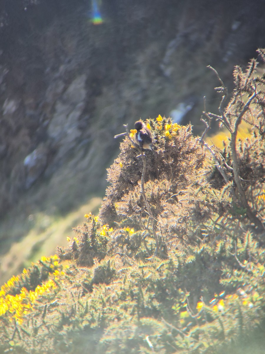 European Stonechat - ML632644790