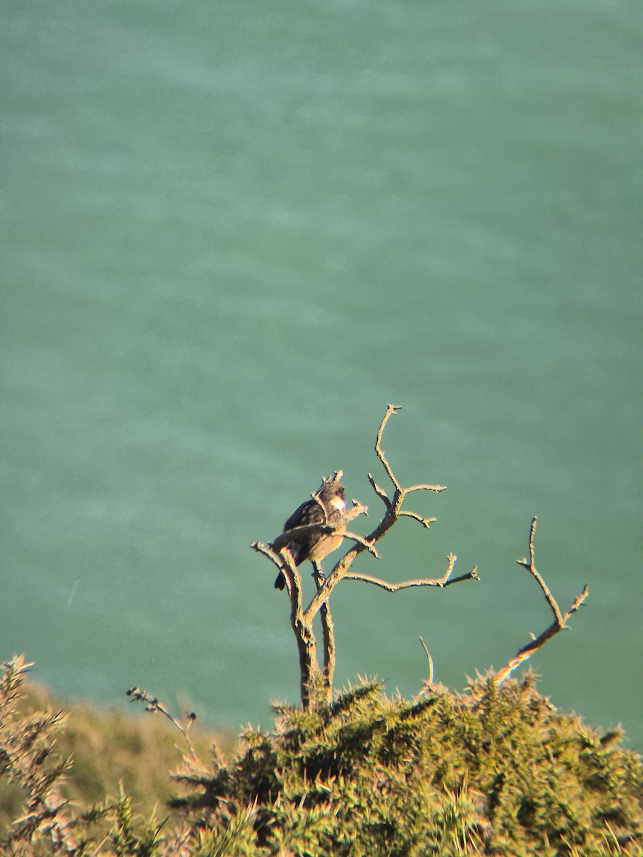 European Stonechat - ML632644791