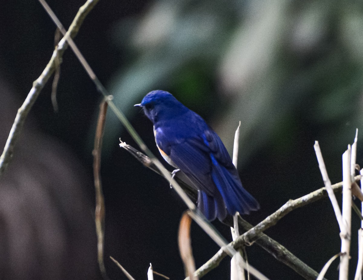 Himalayan Bluetail - ML632644794