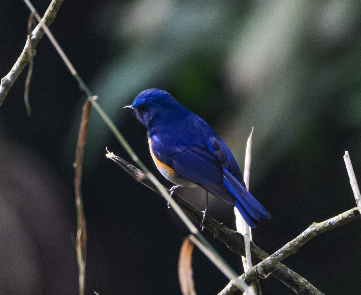 Himalayan Bluetail - ML632644795