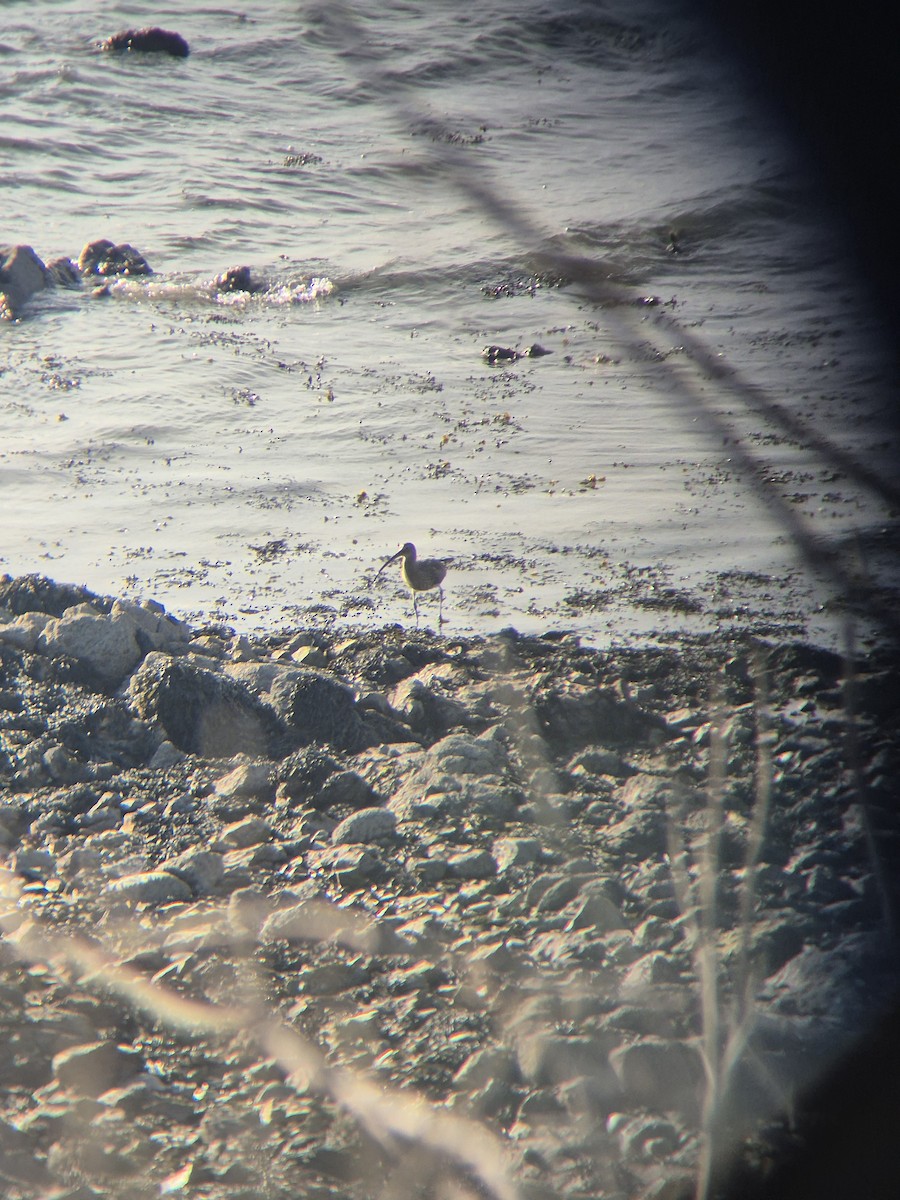 Eurasian Curlew - ML632644812