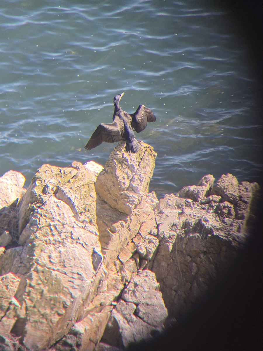 Great Cormorant - ML632644824