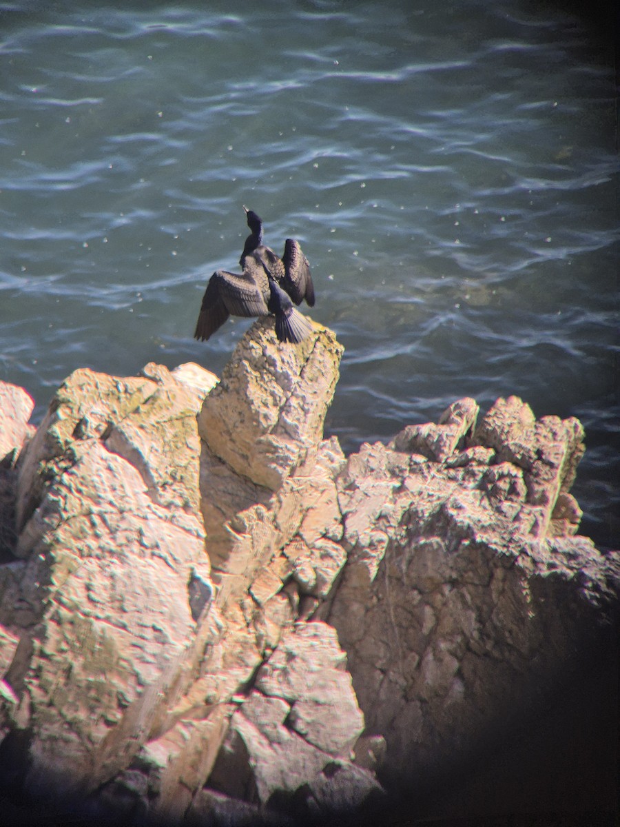 Great Cormorant - ML632644825