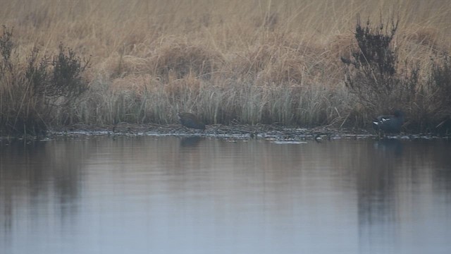 Water Rail - ML632644832