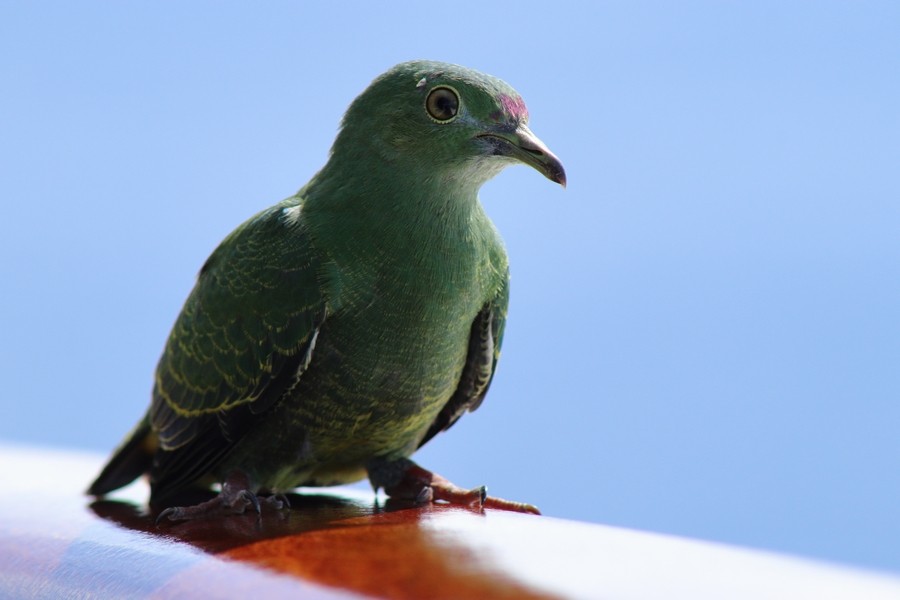 Yellow-bibbed Fruit-Dove - ML632644849