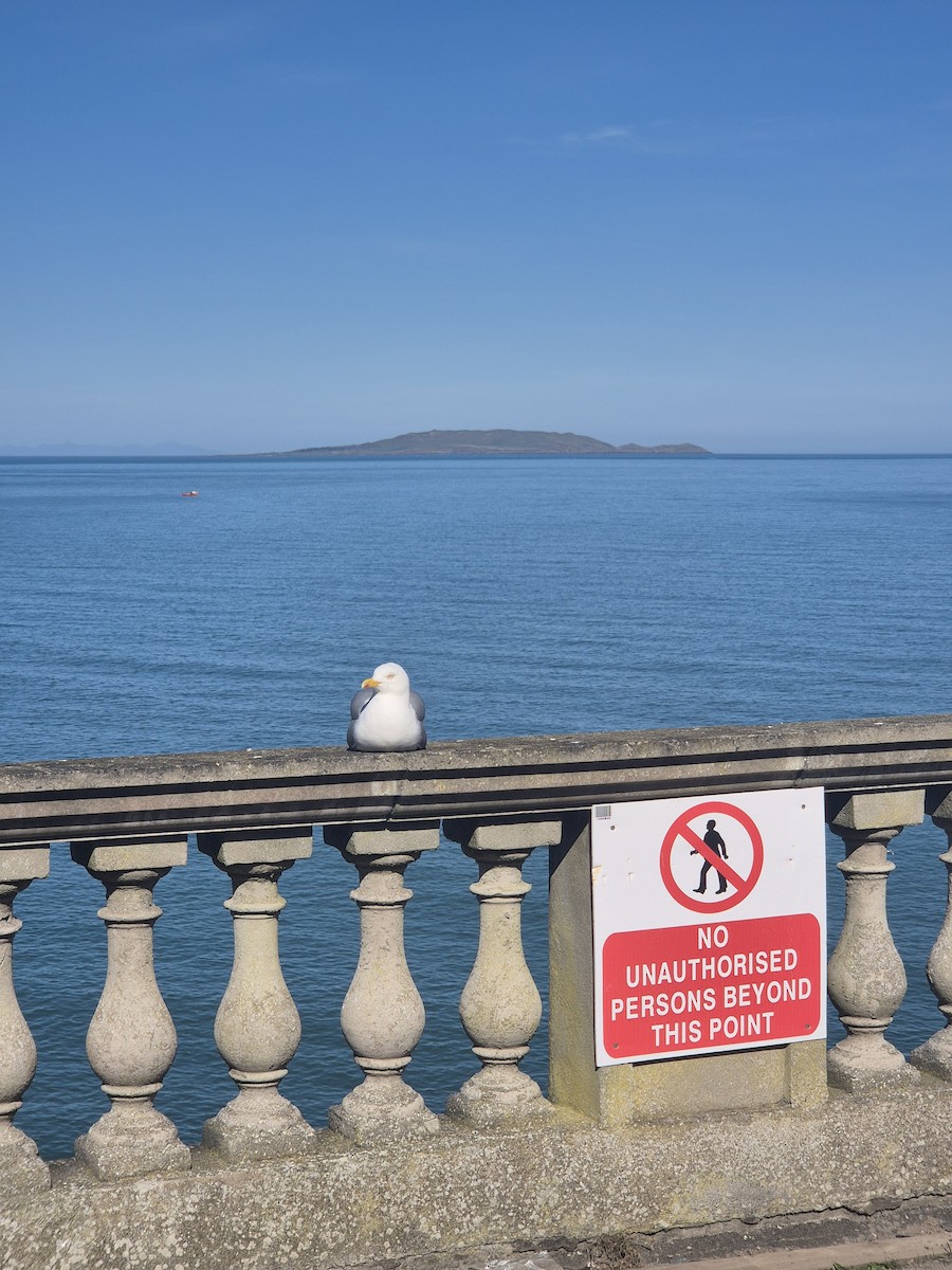 European Herring Gull - ML632644870