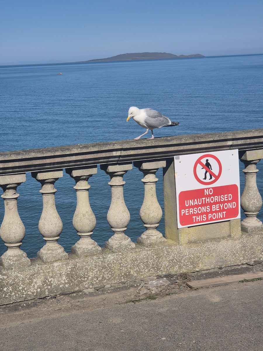 European Herring Gull - ML632644871