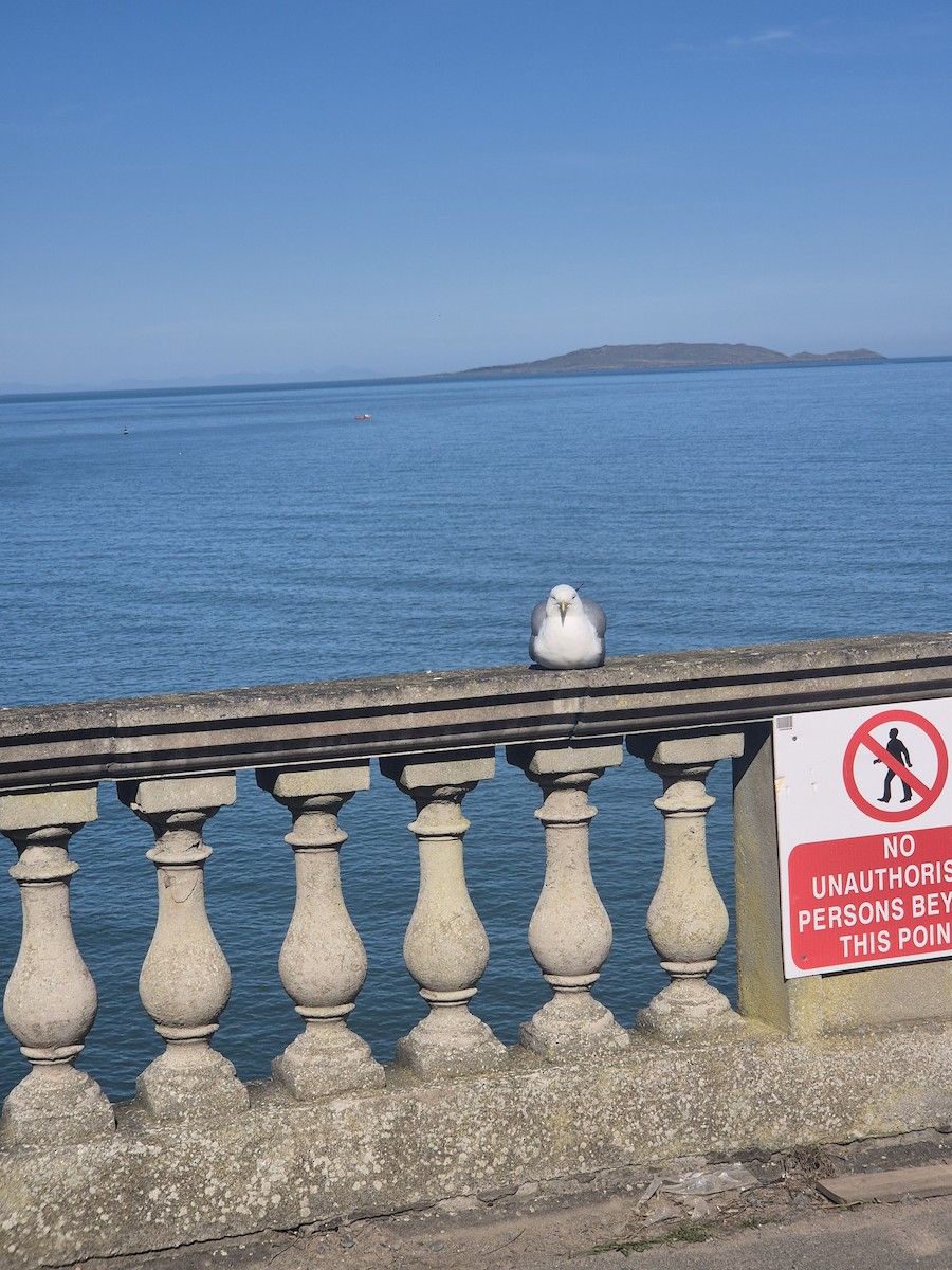 European Herring Gull - ML632644872