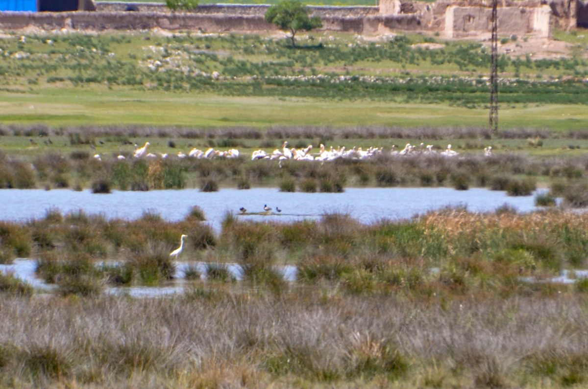 Great White Pelican - ML632644912