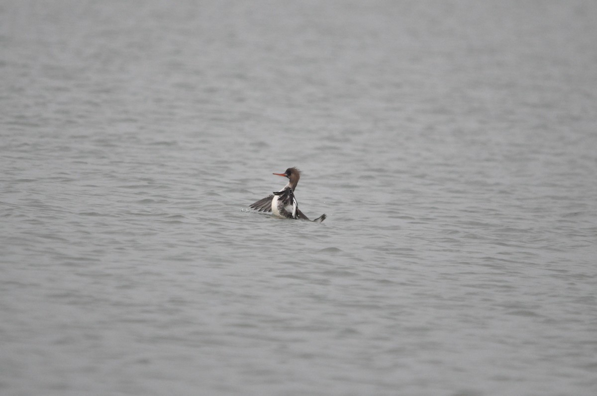 Red-breasted Merganser - ML632644922