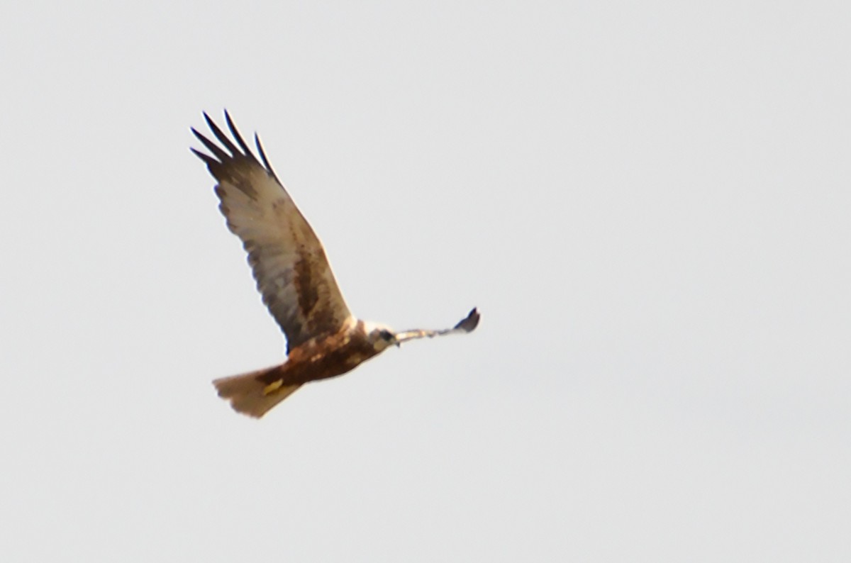 Western Marsh Harrier - ML632644951