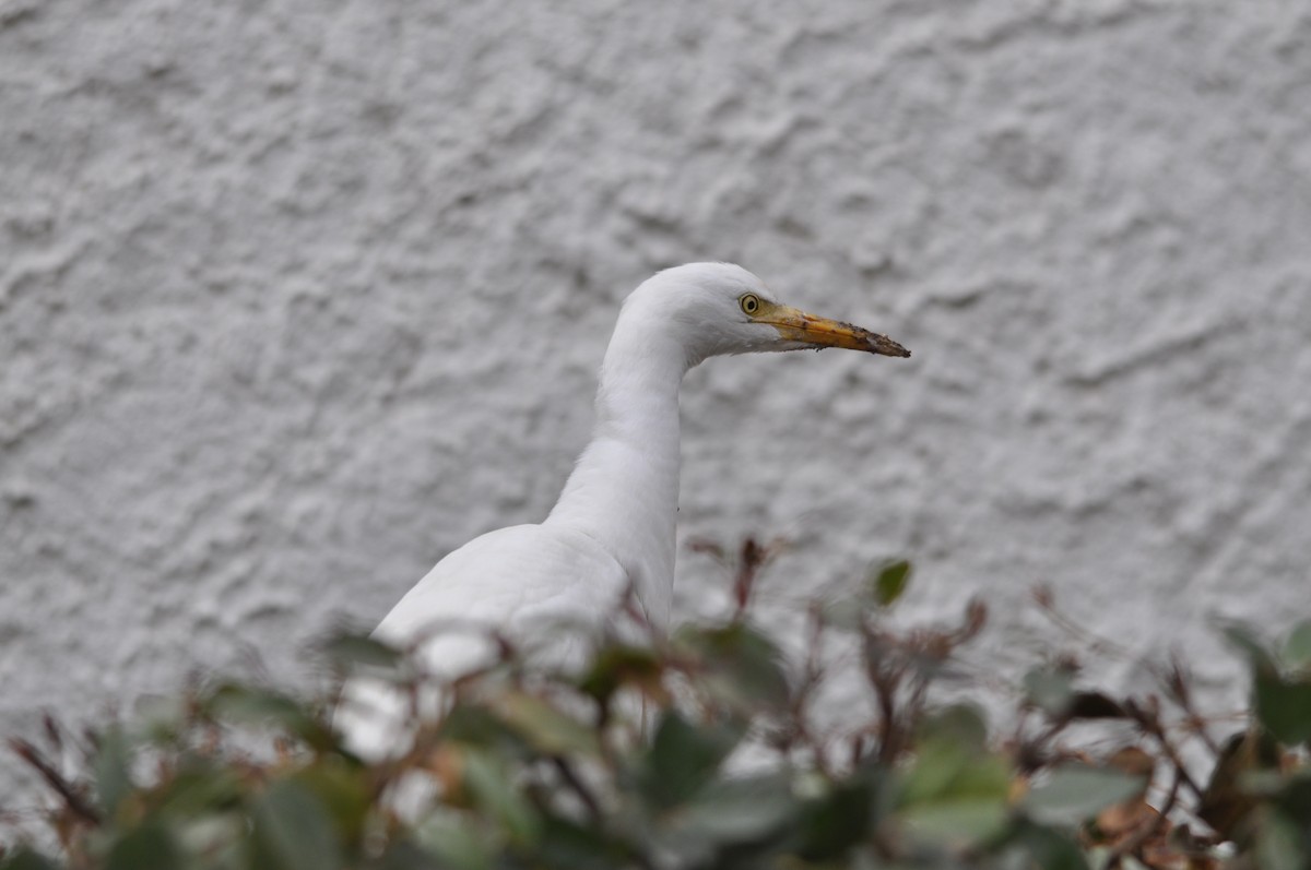 Western Cattle-Egret - ML632644956
