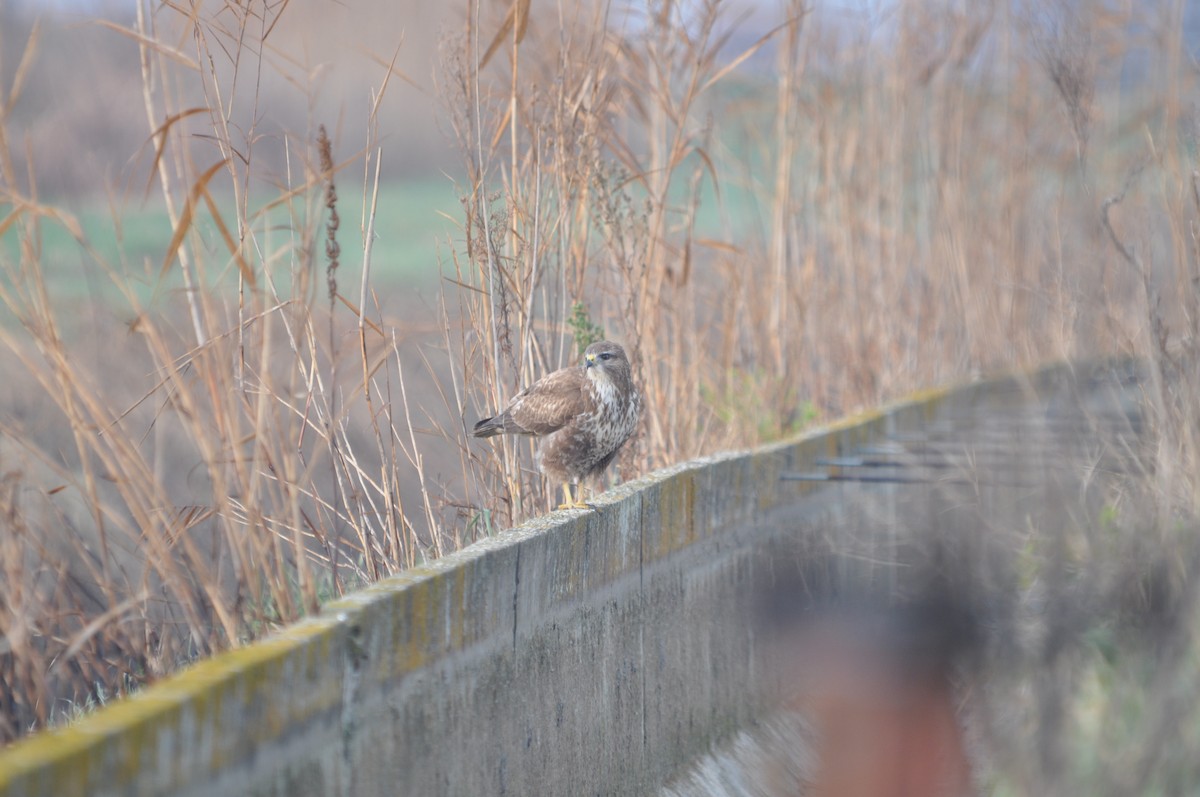 Common Buzzard - ML632644966
