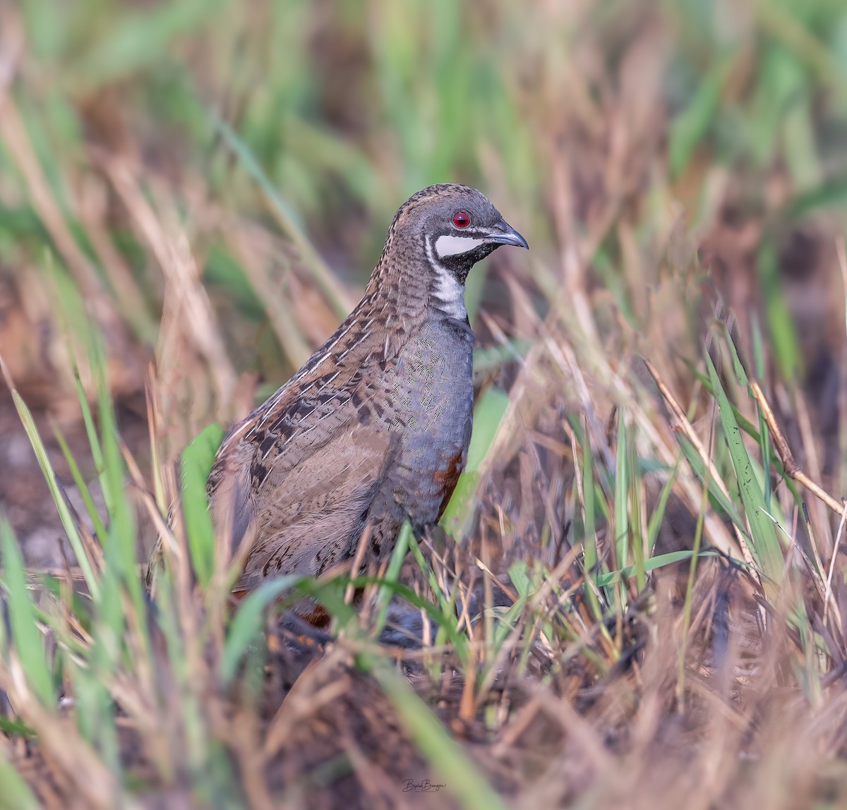 Blue-breasted Quail - ML632644976