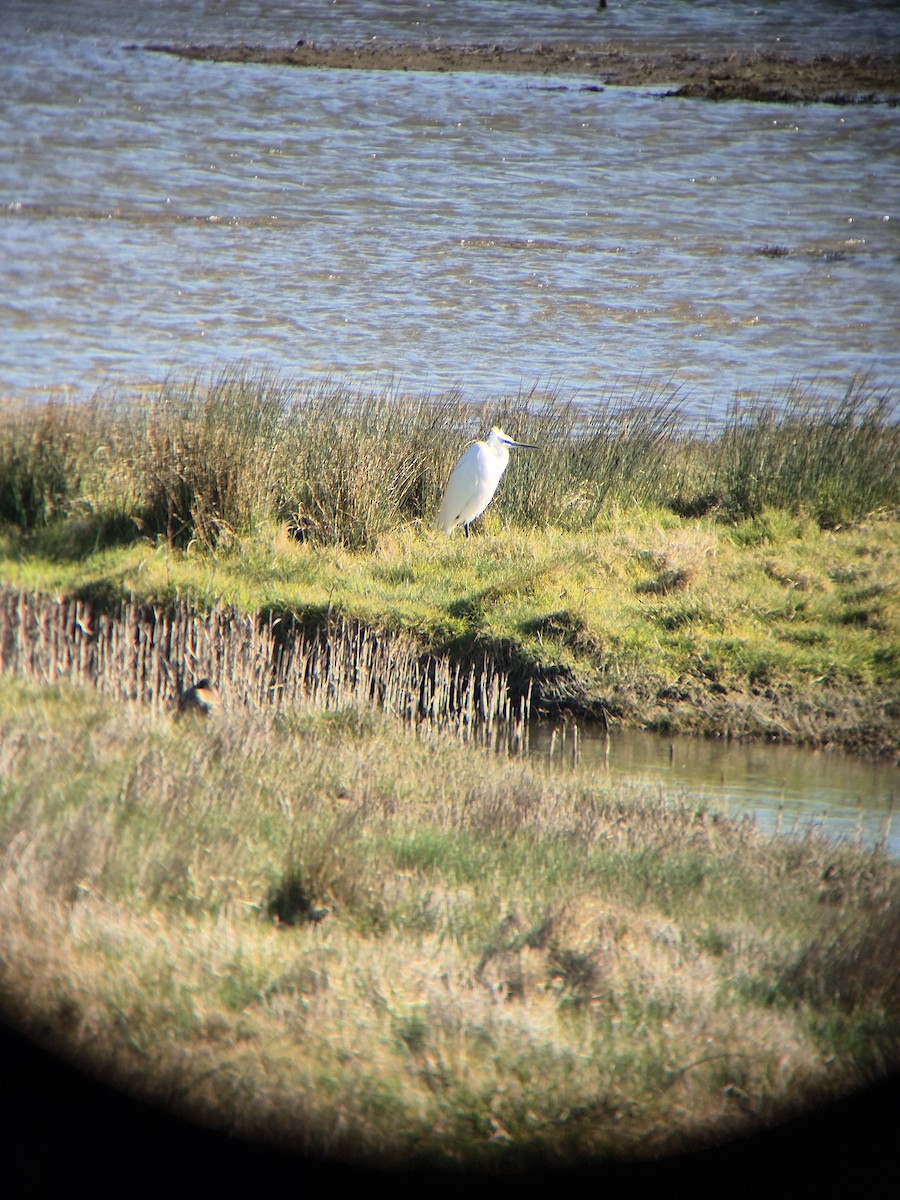 Little Egret - ML632644999