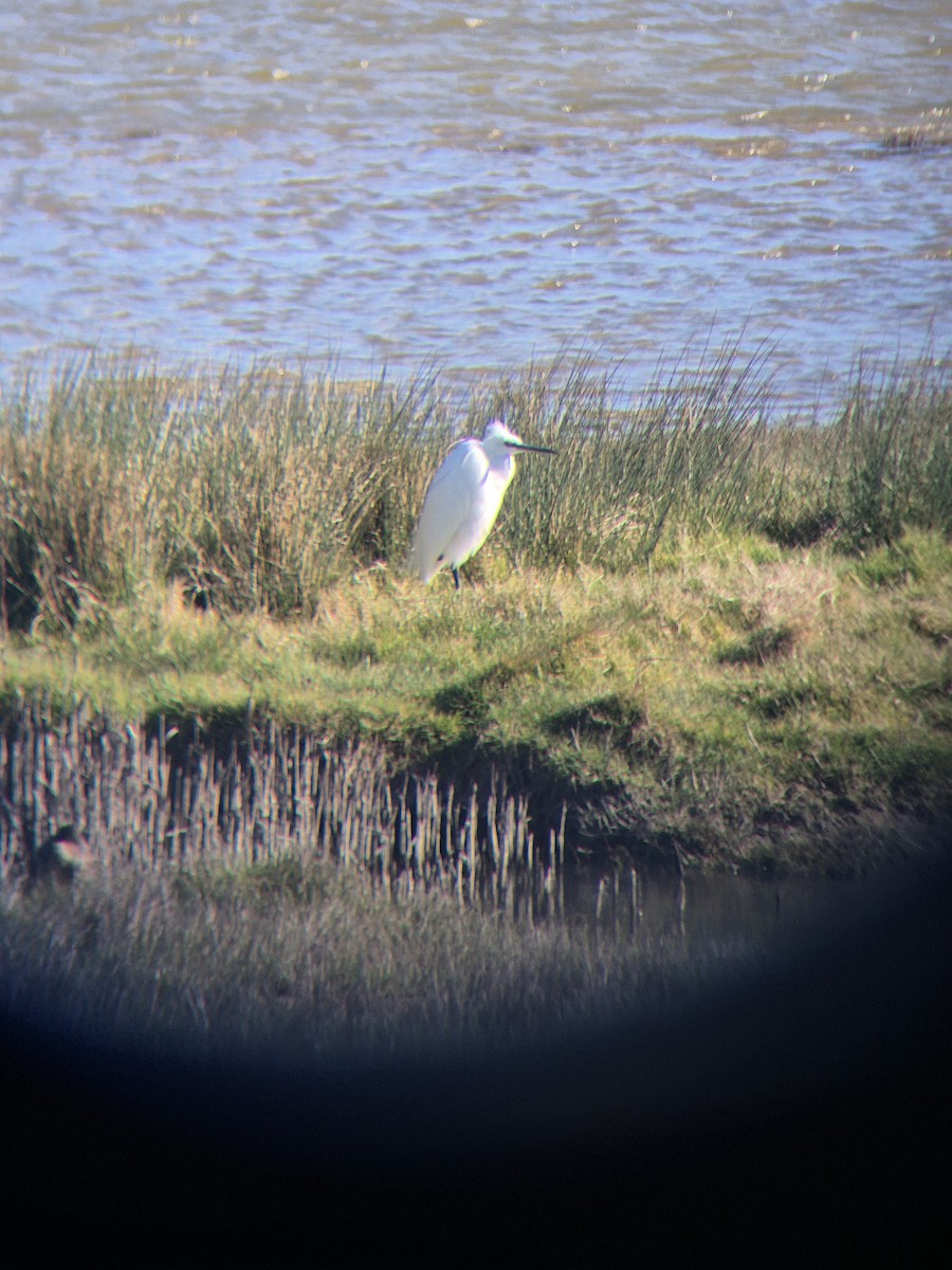 Little Egret - ML632645000