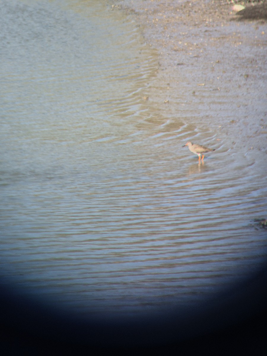 Common Redshank - ML632645016