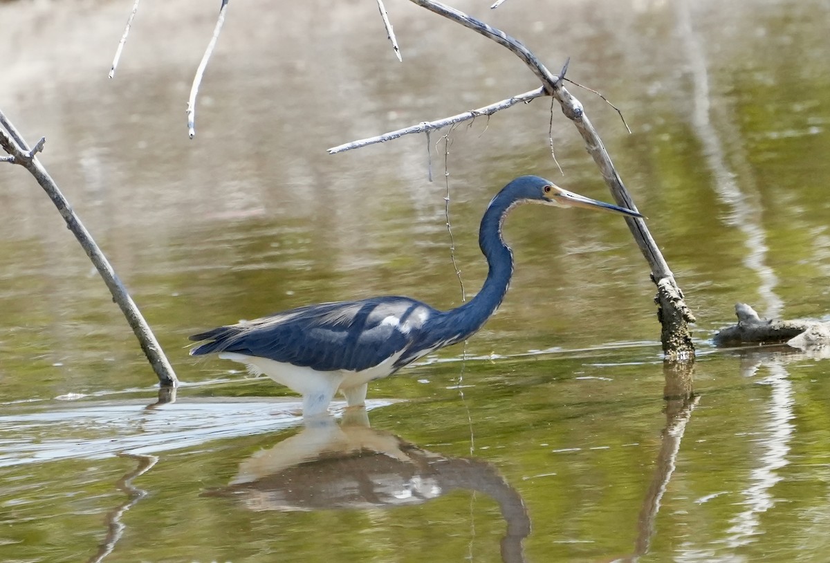 Tricolored Heron - ML632645065