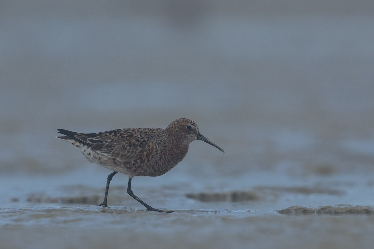Curlew Sandpiper - ML632645097