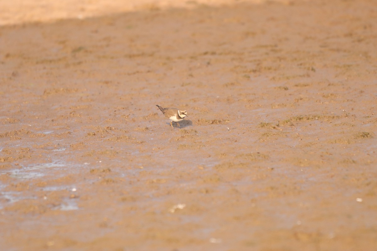 Little Ringed Plover - ML632645127