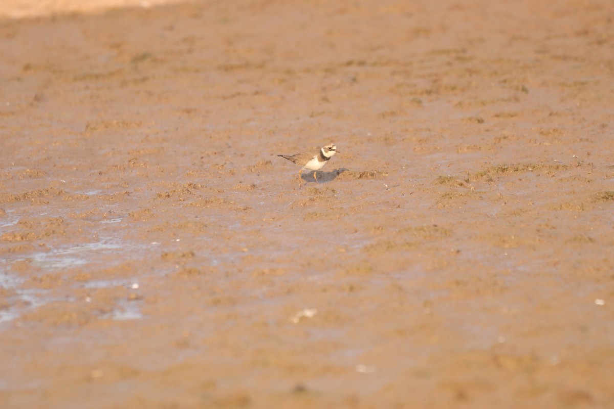 Little Ringed Plover - ML632645128