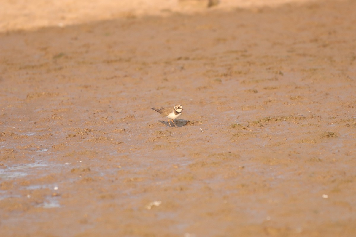 Little Ringed Plover - ML632645129