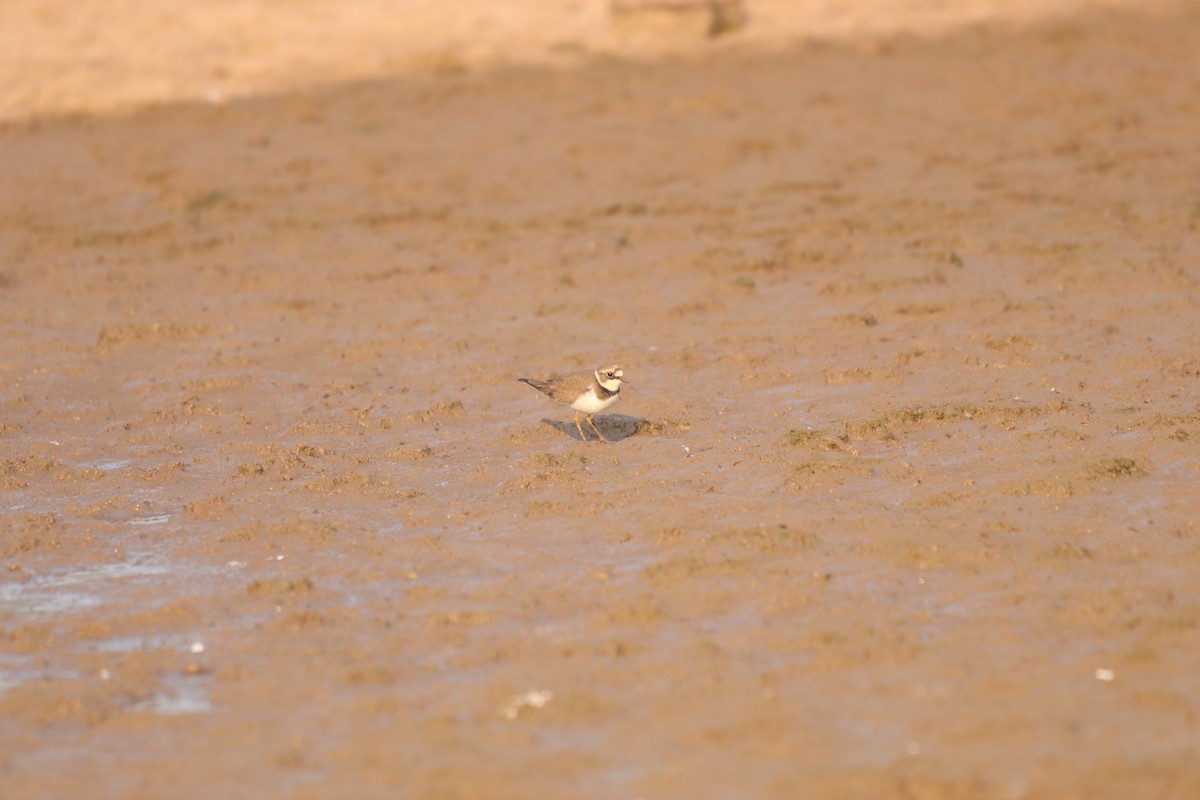 Little Ringed Plover - ML632645130