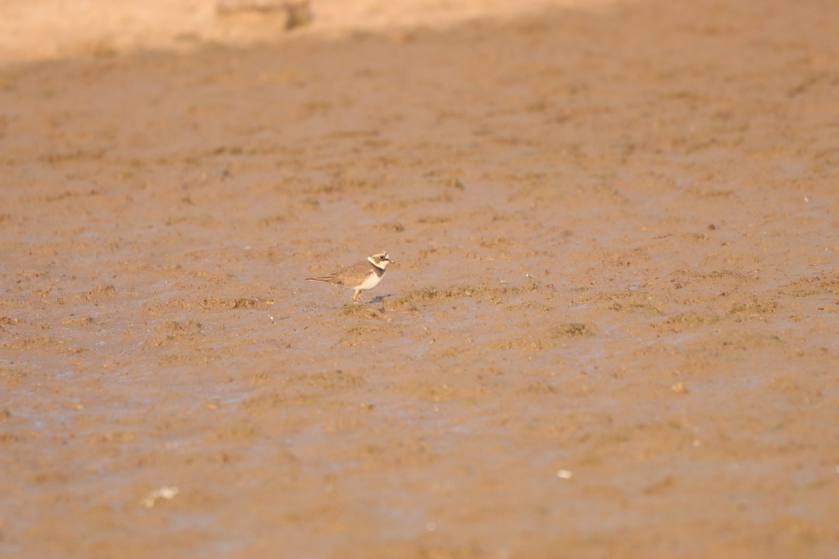 Little Ringed Plover - ML632645131