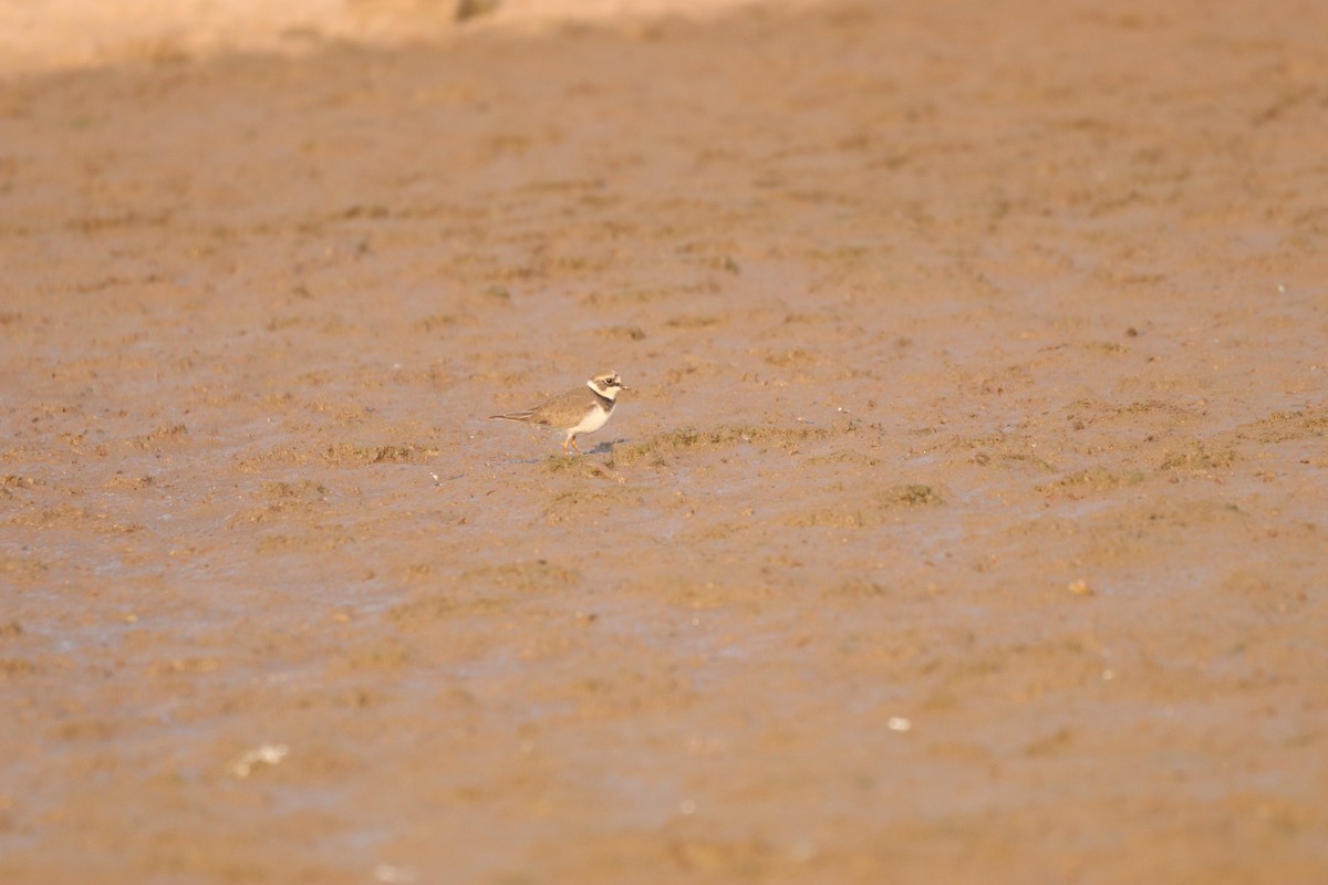 Little Ringed Plover - ML632645132