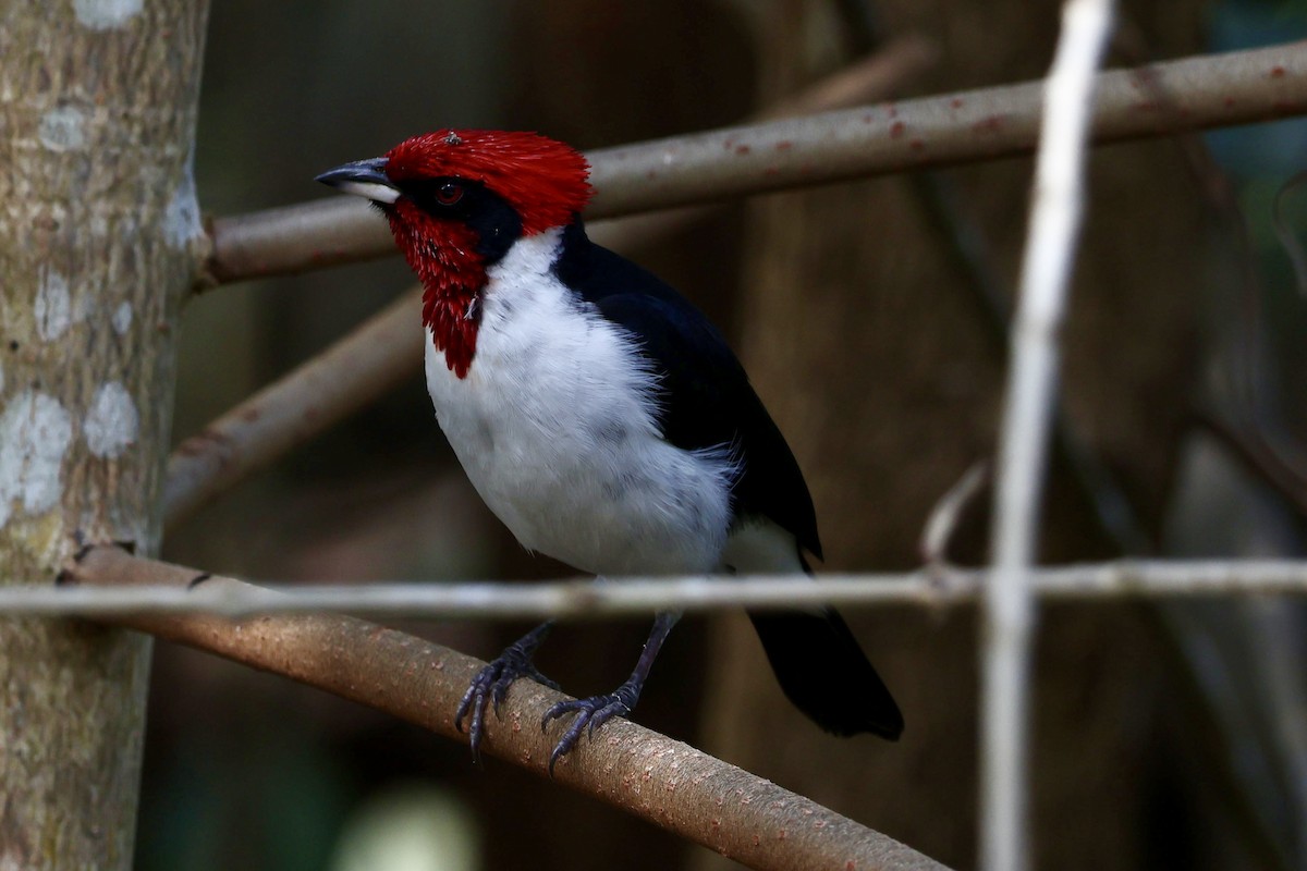 Masked Cardinal - ML632645186