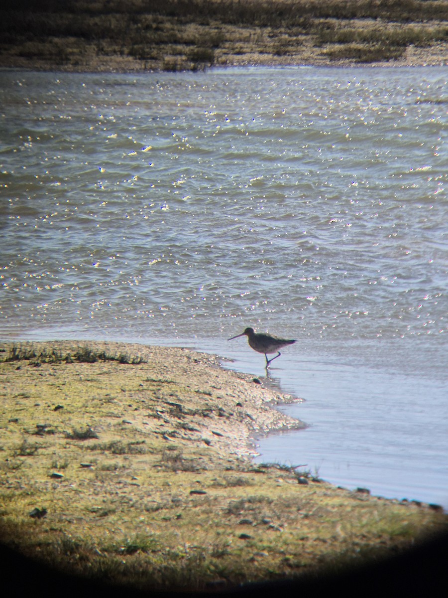 Black-tailed Godwit - ML632645215