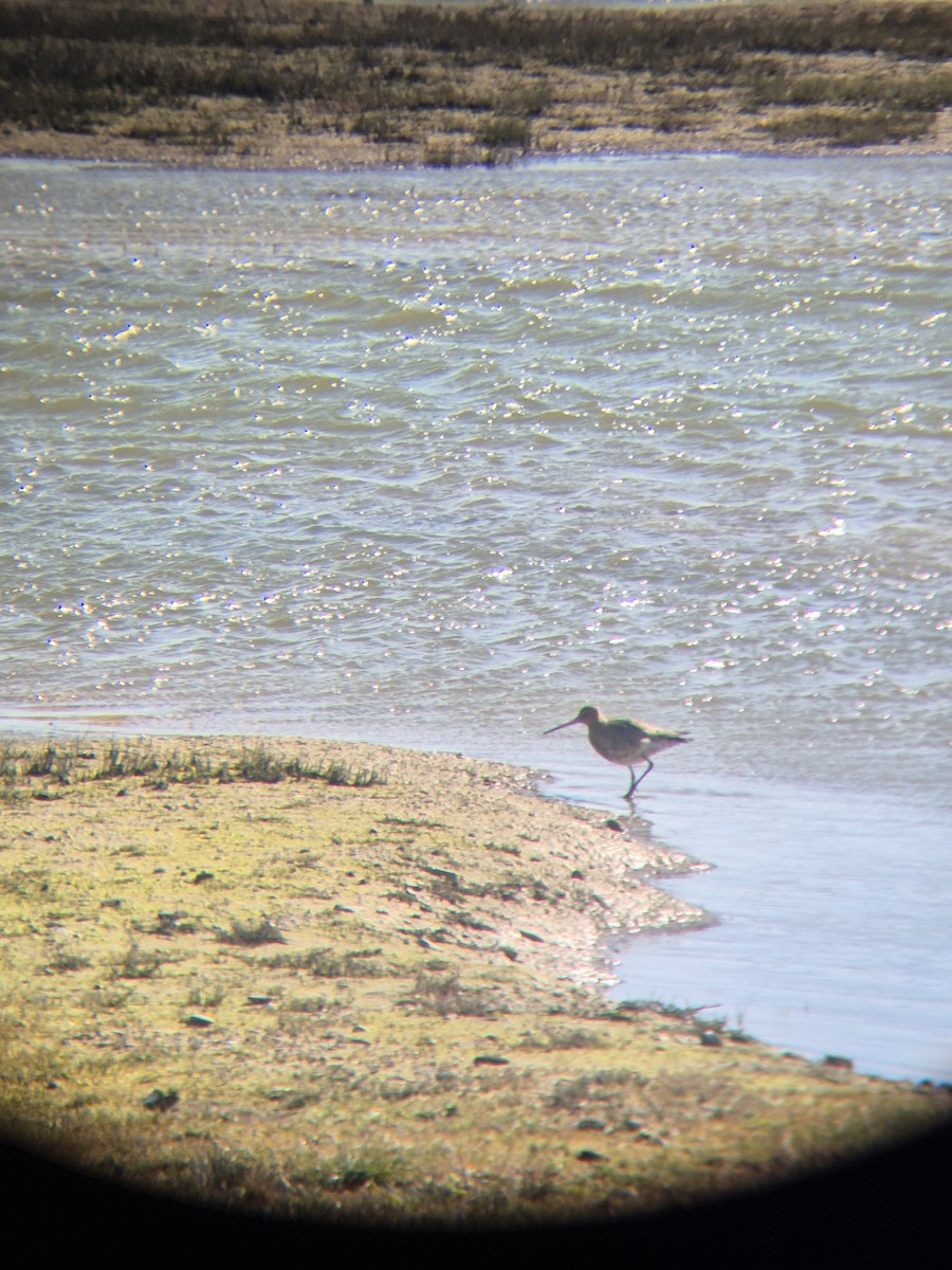 Black-tailed Godwit - ML632645216