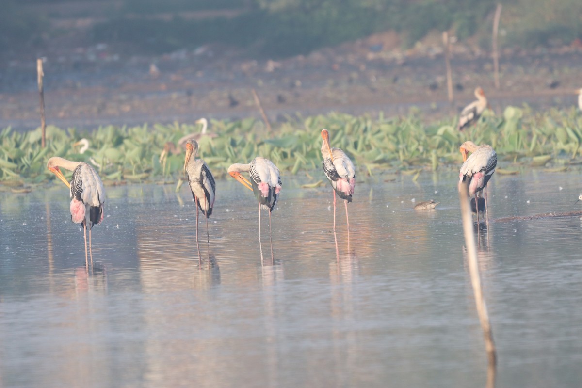 Painted Stork - ML632645221