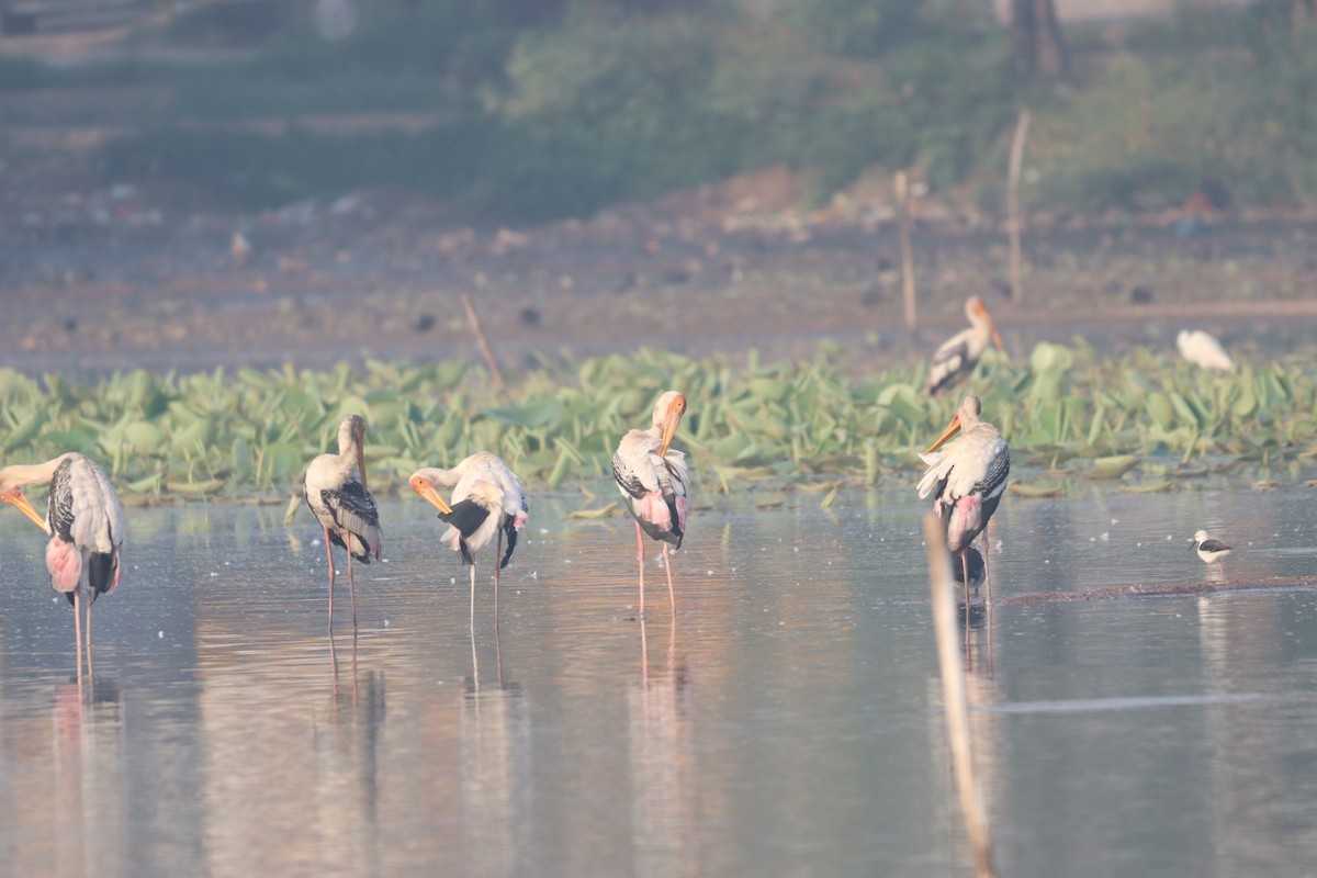 Painted Stork - ML632645223