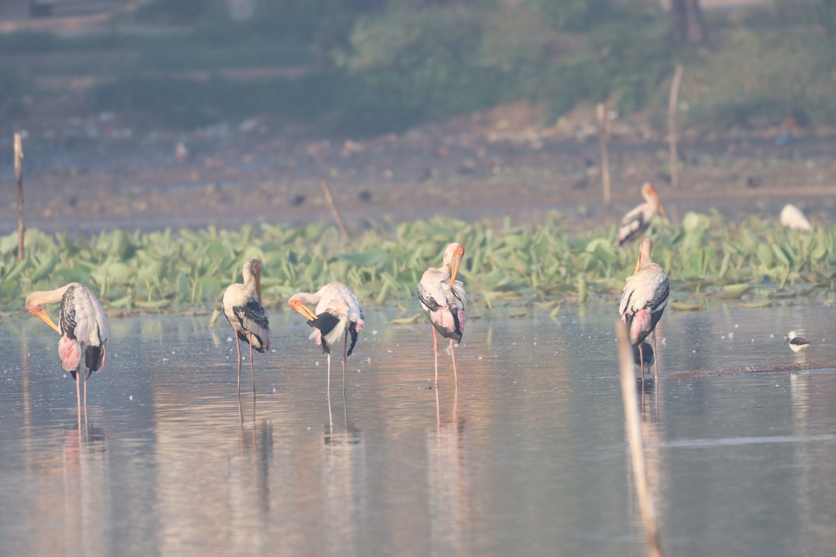 Painted Stork - ML632645224