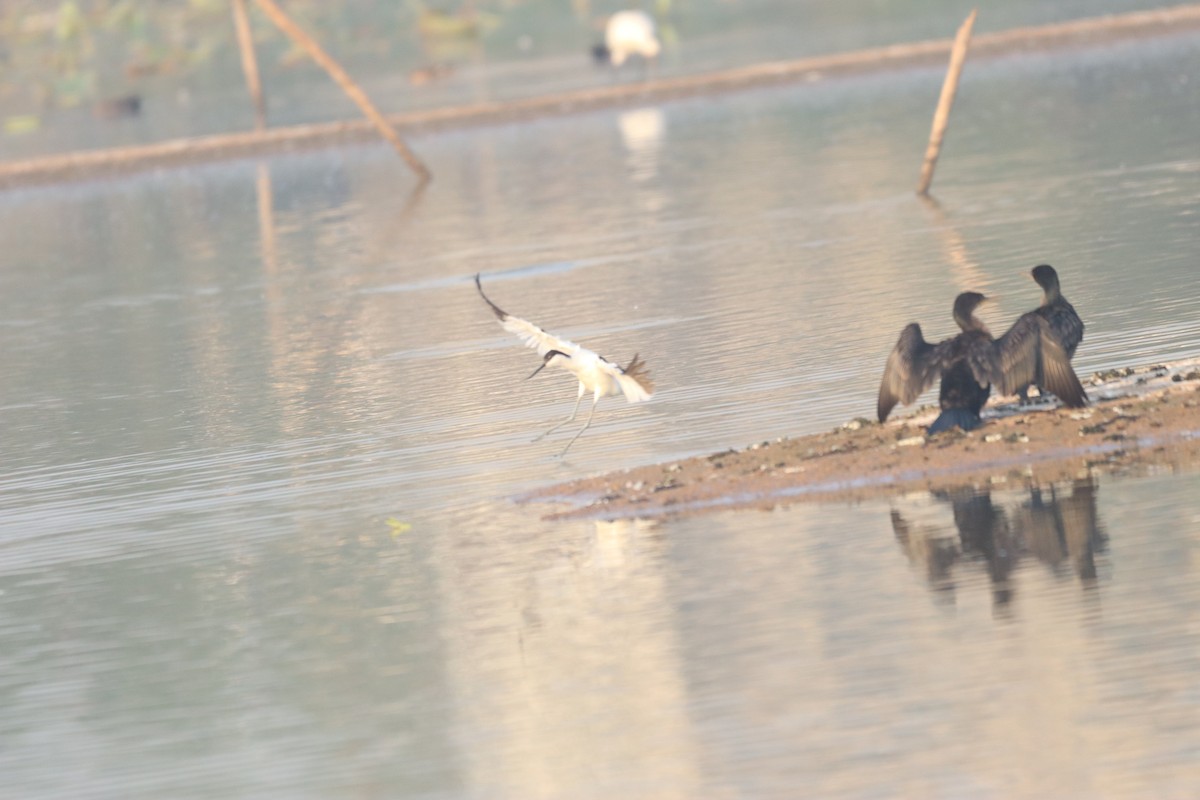 Little Cormorant - ML632645227